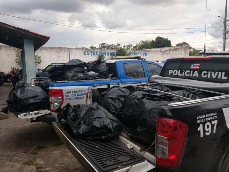 Polícia Civil faz apreensão de 300 kg de maconha e prende um homem em Senhor do Bonfim