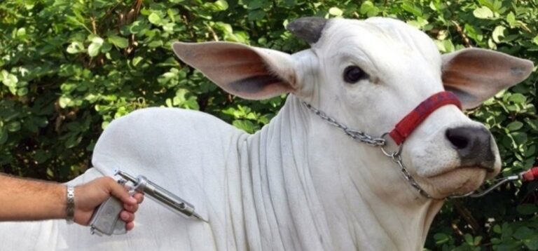 Adab amplia prazo para imunizar rebanho contra Aftosa