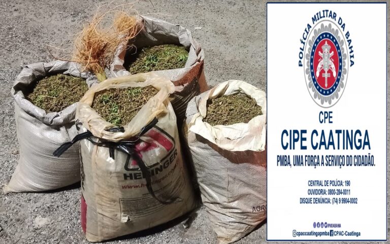 Em operações em C. Formoso, PM destrói dezenas de quilos de maconha, e apreende som automotivo