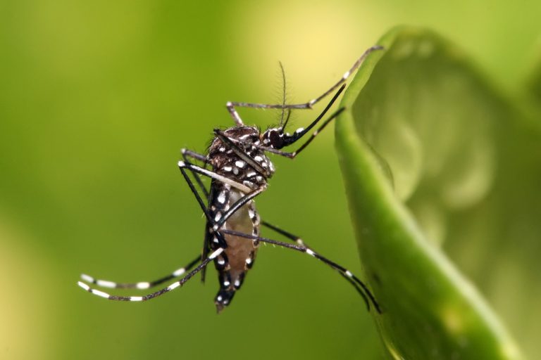 Índice de infestação do mosquito Aedes Aegytp continua elevado em Campo Formoso