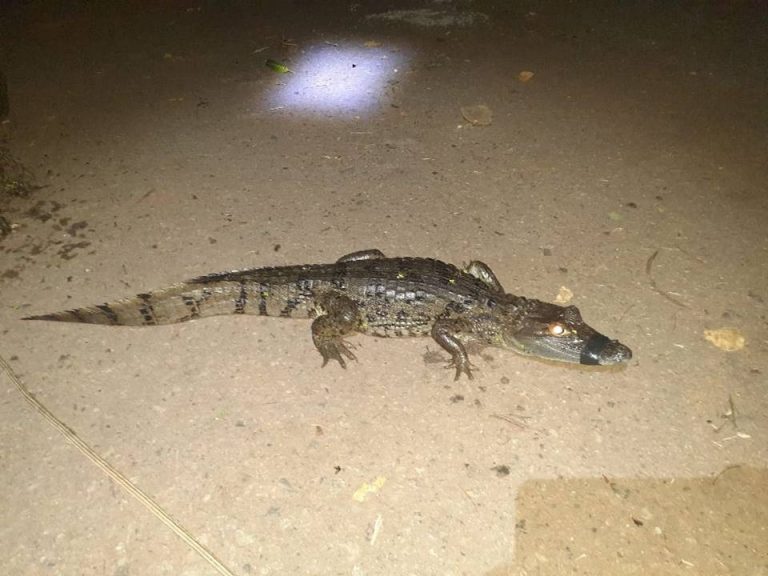 Morador denuncia que jacarés e galinhas-d’água são sacrificados para degustação em churrasco em Campo Formoso