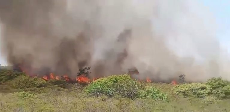 Incêndio devasta Parque do Boqueirão da Onça em área de Campo Formoso