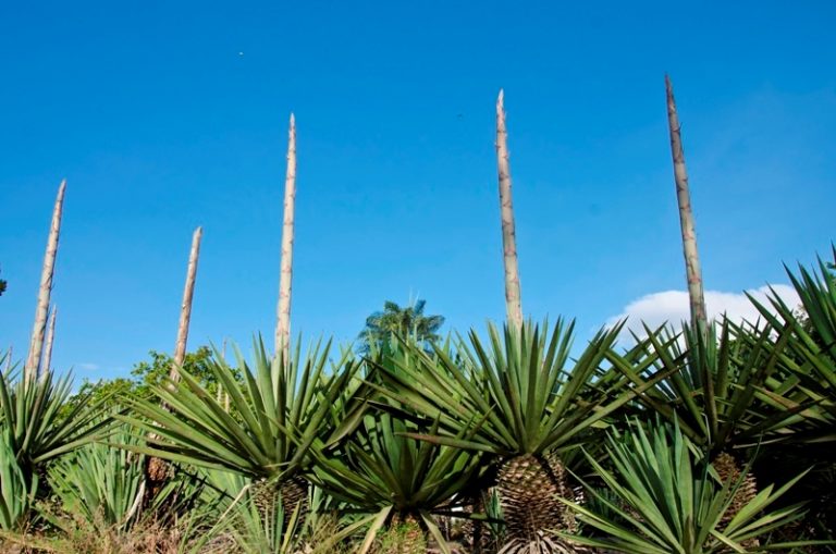 Defasagem de preços da Conab está entre os fatores da crise do sisal em Campo Formoso, aponta produtor