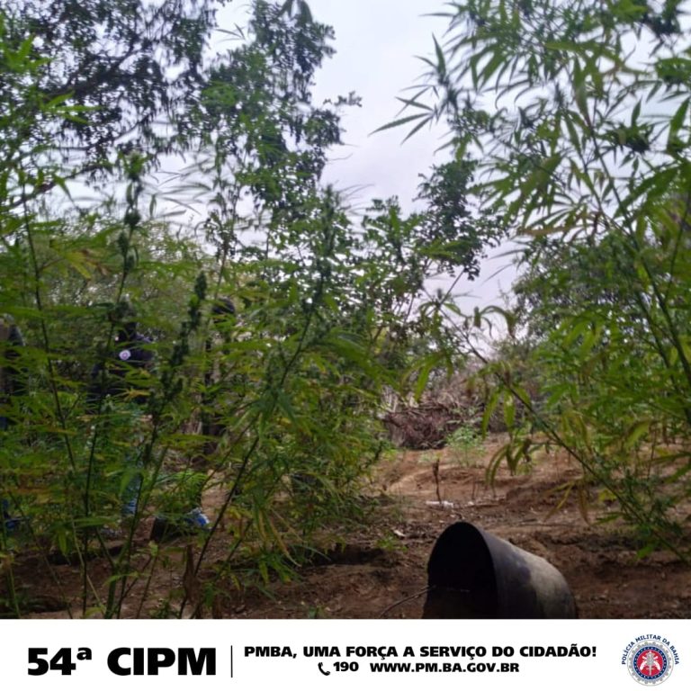 PM erradica plantio de maconha em povoado de Campo Formoso