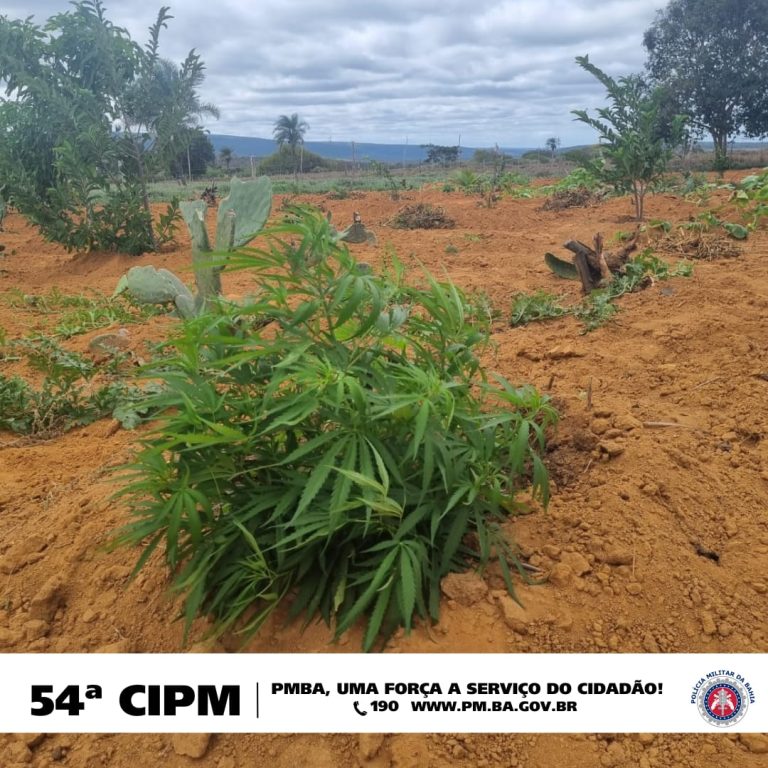 PM destrói plantio de maconha na zona rural de Campo Formoso