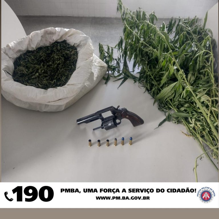 PM destrói cerca de 36 mil pés de maconha em duas operações em região quilombola de C.Formoso