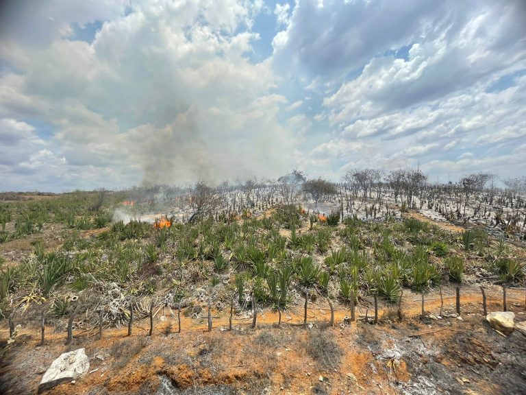 Incêndio destrói vegetação em área rural de Campo Formoso