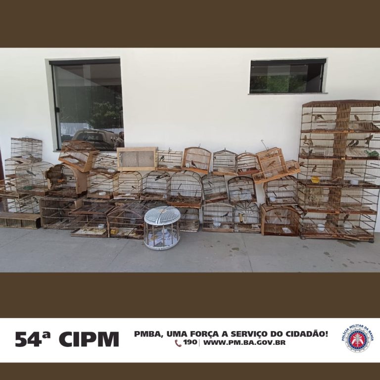 Equipe da PM apreende gaiolas com dezenas de aves em distrito de Campo Formoso