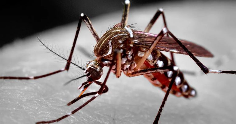 Campo Formoso registra primeira morte por dengue