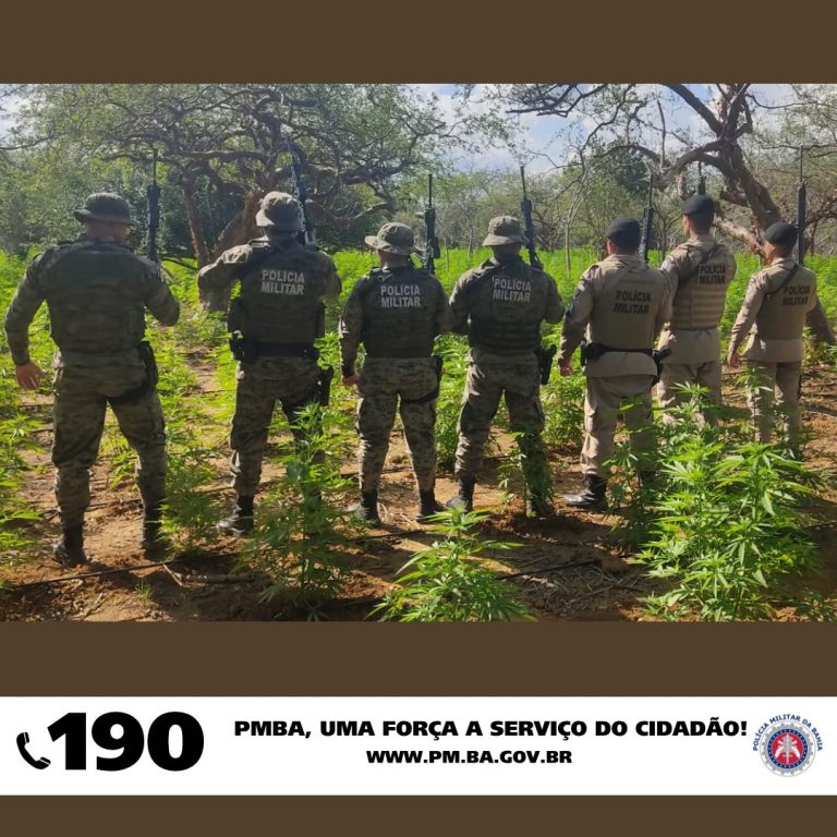 Suspeito de cultivar 21 mil pés de maconha morre em confronto com a polícia em Campo Formoso
