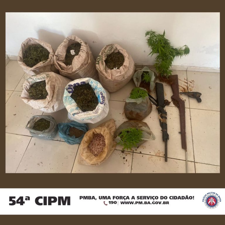 PM destrói cultivo de maconha na zona rural de Campo Formoso