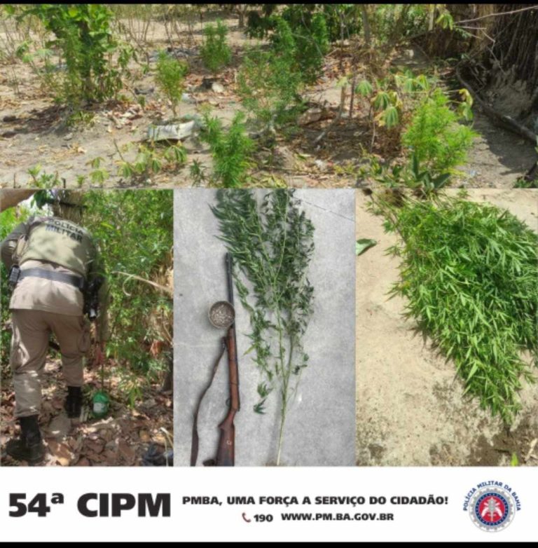 PM destrói plantio de maconha e liberta vítima de cativeiro em Campo Formoso