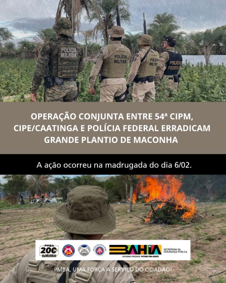 Operação destrói plantio de maconha na zona rural de Campo Formoso