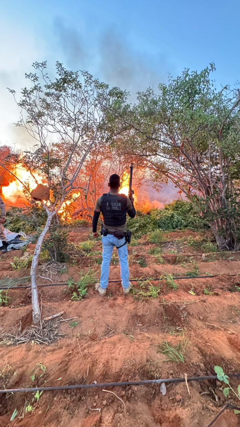 Operação destrói roça com 22 mil pés de maconha em Campo Formoso; delegado e comandante da PM falam sobre ação